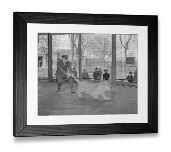 Framed Print : Zookeeper Pulling Lion's Tail Framed Print : Zookeeper Pulling Lion's Tail