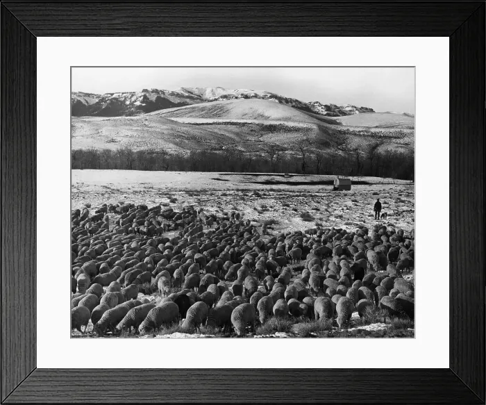Framed Print : Sheep Graze on Teapot Dome Reserve Framed Print : Sheep Graze on Teapot Dome Reserve