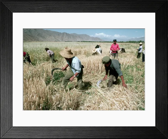 Framed Print : Farmers Harvesting Barley Framed Print : Farmers Harvesting Barley