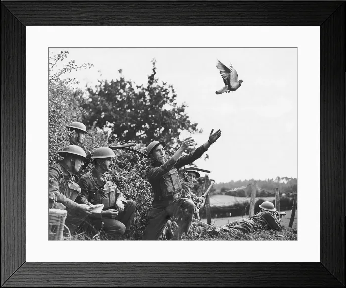 Framed Print : English Army Detachment Releasing Pigeon Framed Print : English Army Detachment Releasing Pigeon