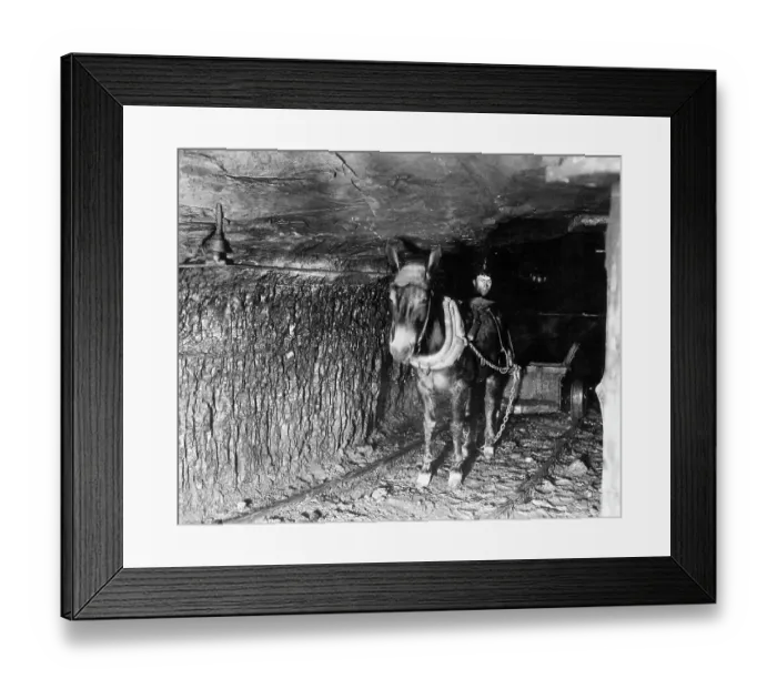 Framed Print : Miner In Mineshaft With Mule Cart Framed Print : Miner In Mineshaft With Mule Cart