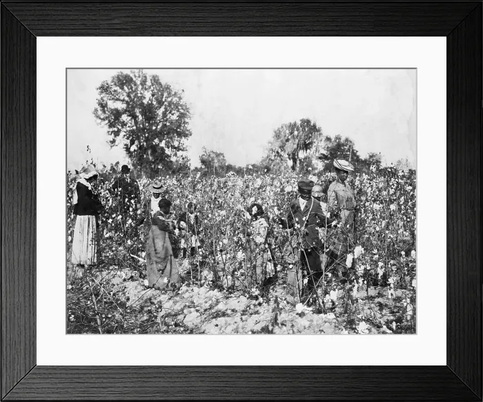 Framed Print : African Americans In The Cotton Field Framed Print : African Americans In The Cotton Field