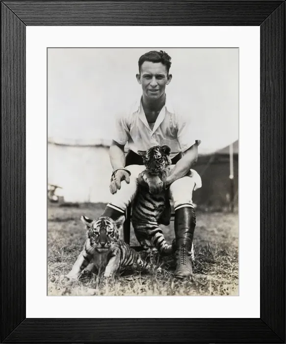 Framed Print : Trainer With Tiger Cubs Framed Print : Trainer With Tiger Cubs