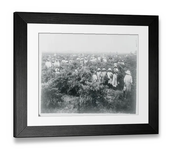 Framed Print : People Picking Peppers Framed Print : People Picking Peppers