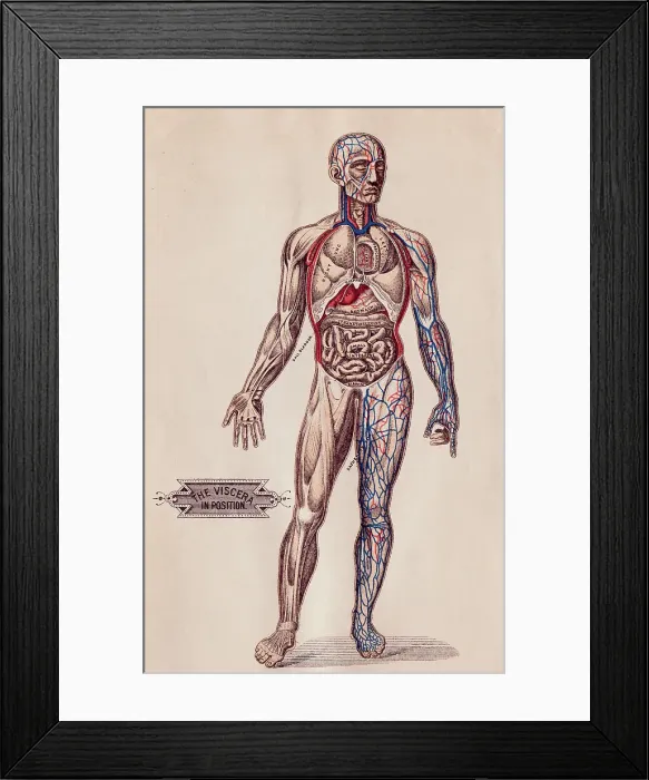 Framed Print : Medical Diagram of a Man's Body Framed Print : Medical Diagram of a Man's Body