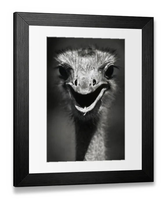 Framed Print : Ostrich Head Framed Print : Ostrich Head