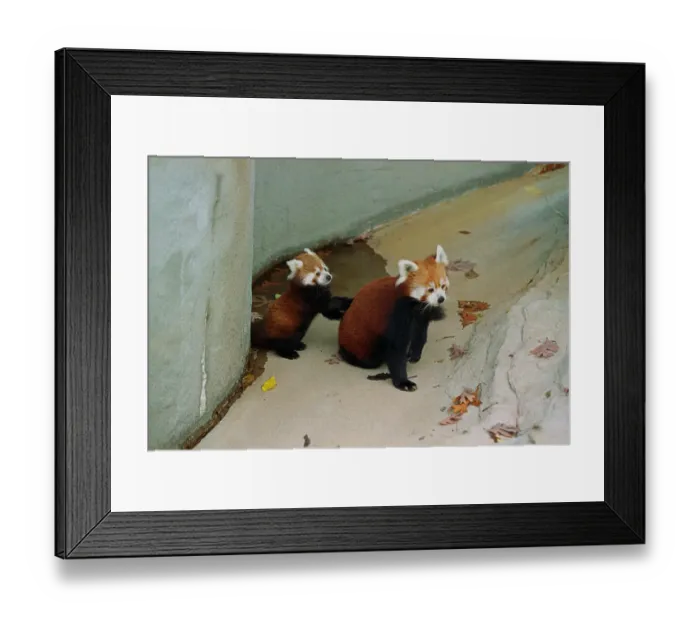 Framed Print : Red Panda Climbing His Mothers Back Framed Print : Red Panda Climbing His Mothers Back