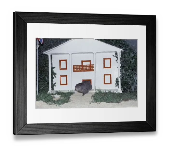 Framed Print : Groundhog Checking for His Shadow Framed Print : Groundhog Checking for His Shadow
