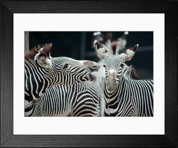 Framed Print : Zebras as Friends Framed Print : Zebras as Friends