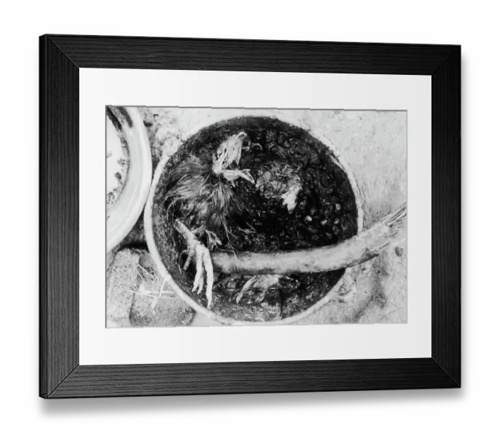 Framed Print : Chicken Sacrifice at Matamoros Cult Framed Print : Chicken Sacrifice at Matamoros Cult