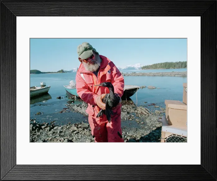 Framed Print : Fisherman Holding Oil Slicked Sea Bird Framed Print : Fisherman Holding Oil Slicked Sea Bird
