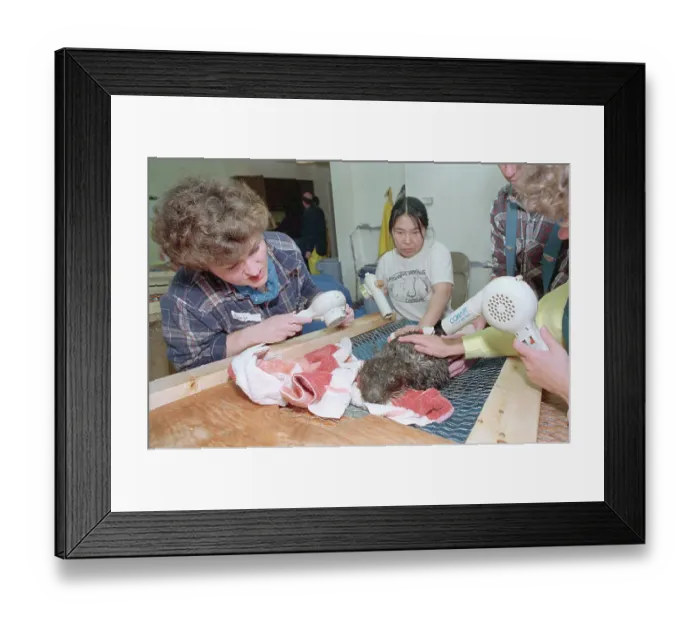 Framed Print : Governmental Volunteers Cleaning Animals Damaged by Valdez Oil Spill Framed Print : Governmental Volunteers Cleaning Animals Damaged by Valdez Oil Spill