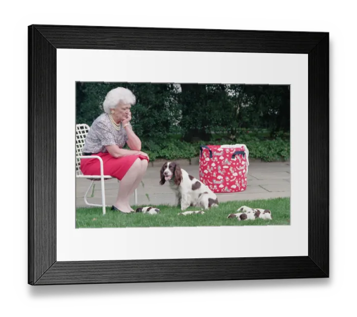 Framed Print : First Lady Barbara Bush Watching Over Dogs Framed Print : First Lady Barbara Bush Watching Over Dogs
