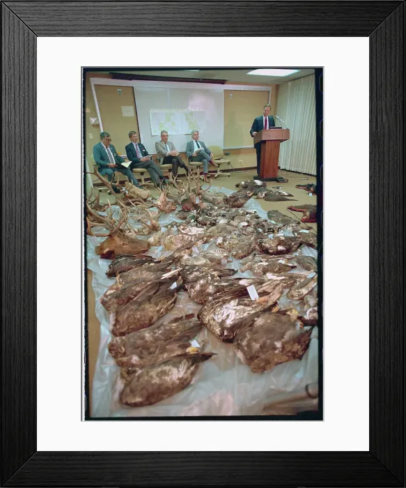 Framed Print : Mike Norton Speaking at Press Conference Amongst Wildlife Carcasses Framed Print : Mike Norton Speaking at Press Conference Amongst Wildlife Carcasses