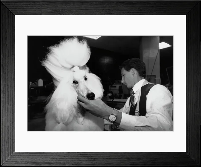 Framed Print : Poodle Grooming Framed Print : Poodle Grooming