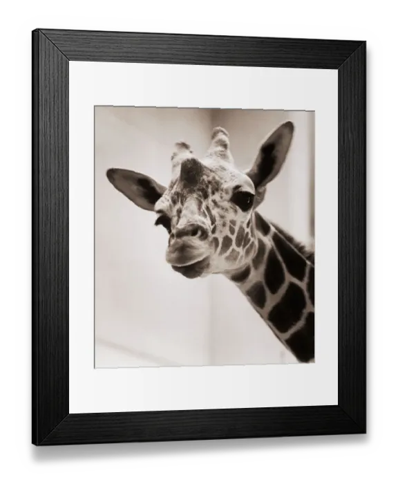 Framed Print : Georgie the Giraffe at Toledo Zoo Framed Print : Georgie the Giraffe at Toledo Zoo