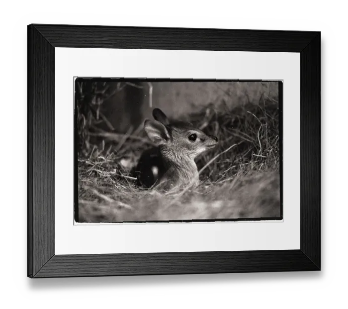 Framed Print : Suni Baby Antelope Framed Print : Suni Baby Antelope