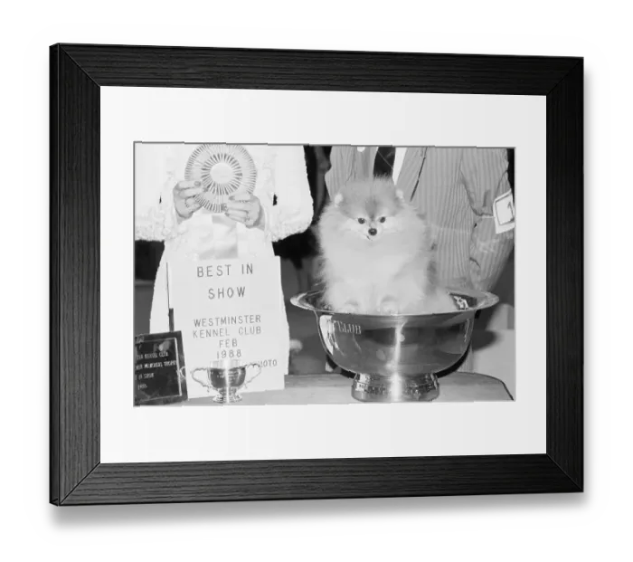 Framed Print : Champion Show Pomeranian