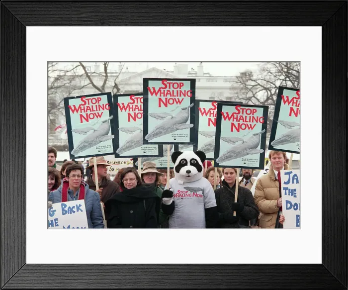 Framed Print : Environmentalists Demonstrate at White House Framed Print : Environmentalists Demonstrate at White House