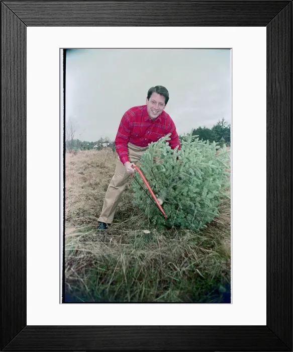 Framed Print : Senator Albert Gore Jr. Gathering Christmas Tree from Farm Framed Print : Senator Albert Gore Jr. Gathering Christmas Tree from Farm