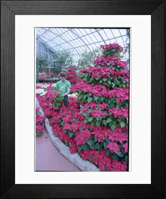 Framed Print : Florist Working on Poinsettia Display Framed Print : Florist Working on Poinsettia Display