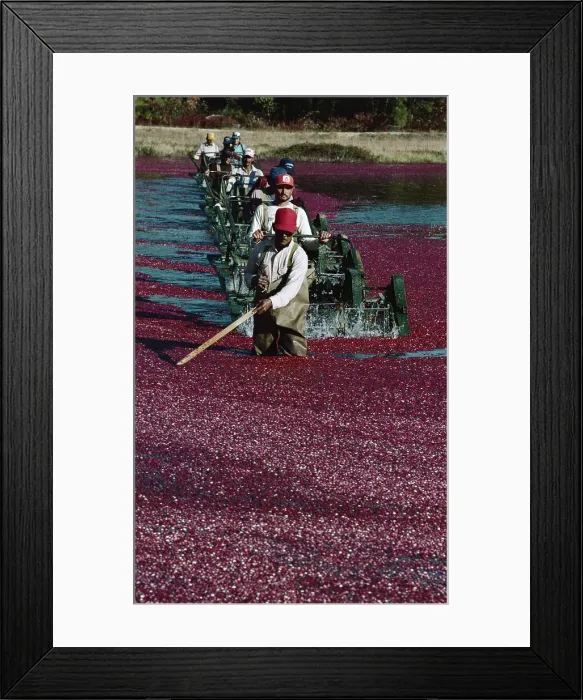 Framed Print : Workers Wading Through Cranberry Bog Framed Print : Workers Wading Through Cranberry Bog