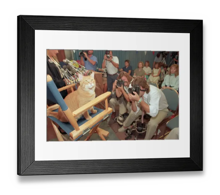 Framed Print : Morris the Cat Meeting the Press Framed Print : Morris the Cat Meeting the Press