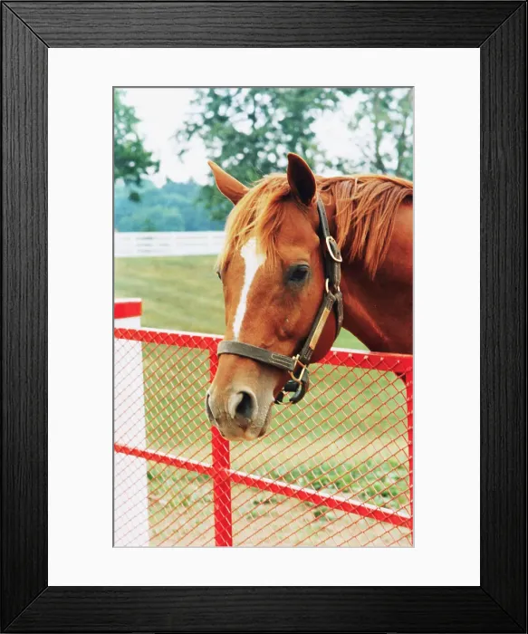 Framed Print : Triple Crown Winner Affirmed at Calumet Farm Framed Print : Triple Crown Winner Affirmed at Calumet Farm