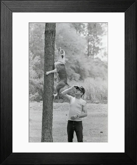 Framed Print : Bulldog Climbing a Tree Framed Print : Bulldog Climbing a Tree