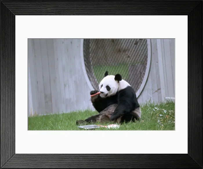 Framed Print : Ling Ling Enjoying a Carrot at the Zoo Framed Print : Ling Ling Enjoying a Carrot at the Zoo