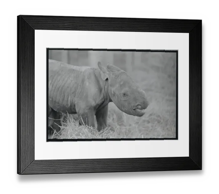 Framed Print : Portrait of a Baby Rhinocerous Framed Print : Portrait of a Baby Rhinocerous