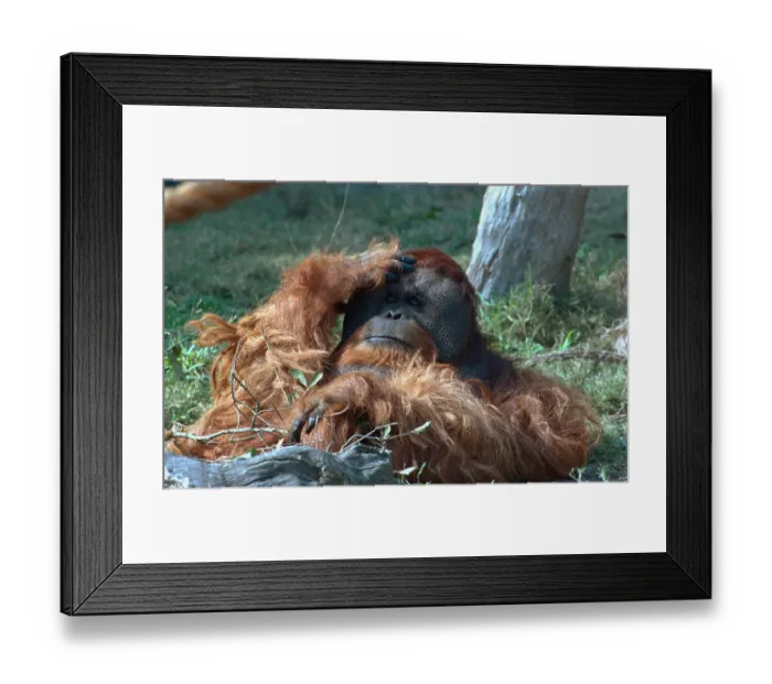 Framed Print : Orangutan in Unusual Pose Framed Print : Orangutan in Unusual Pose