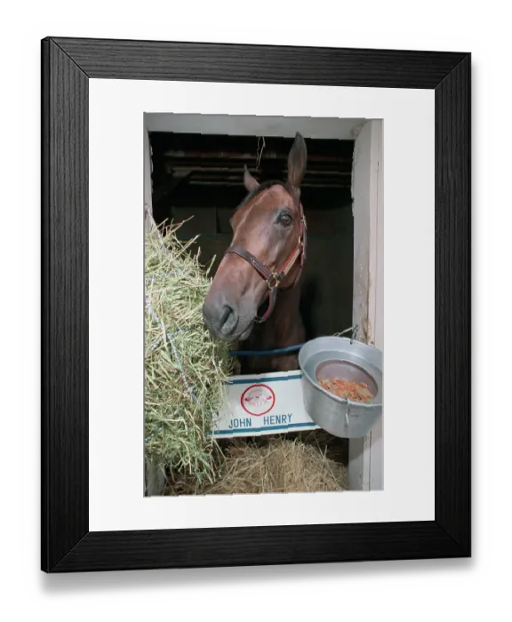 Framed Print : Thoroughbred Horse Eating Hay Framed Print : Thoroughbred Horse Eating Hay