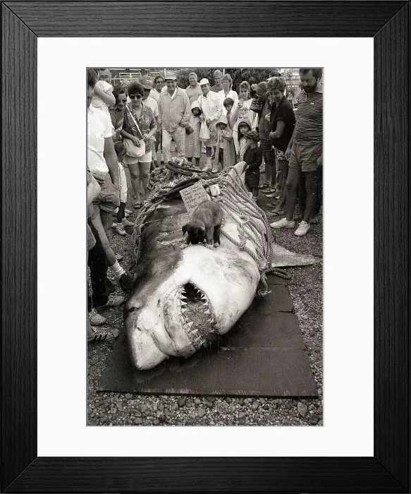Framed Print : Record Weighing Shark on Montauk Basin Framed Print : Record Weighing Shark on Montauk Basin