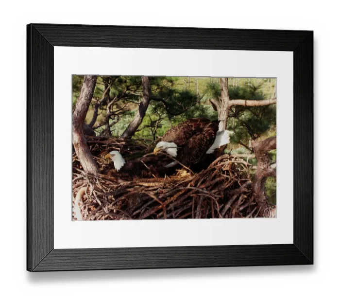 Framed Print : Bald Eagles in a Nest