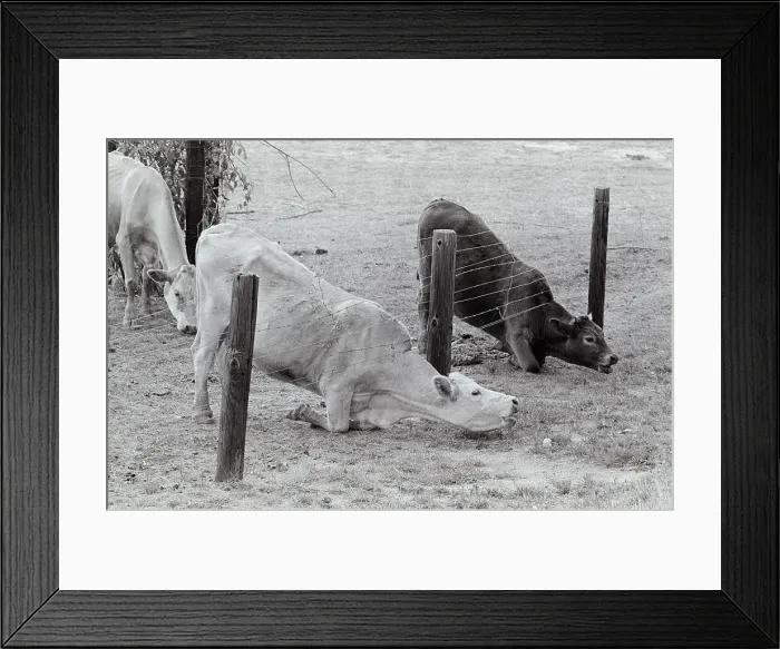 Framed Print : Cows Reaching for Grass Under Fence Framed Print : Cows Reaching for Grass Under Fence