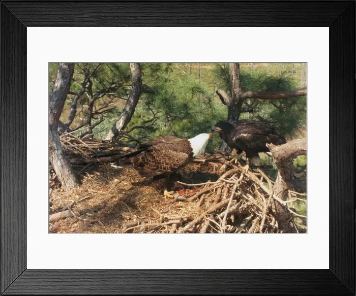 Framed Print : Bald Eagles Sharing a Meal Inside a Nest Framed Print : Bald Eagles Sharing a Meal Inside a Nest