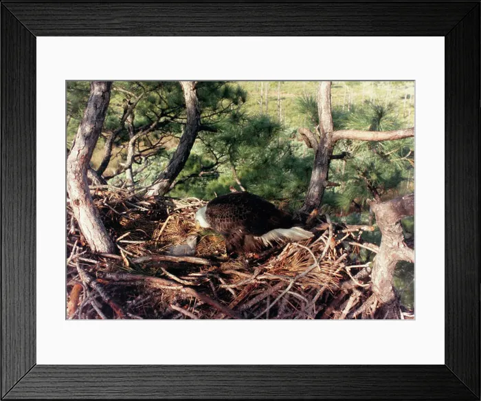 Framed Print : Bald Eagle Mother with Infant Eagle in Their Nest Framed Print : Bald Eagle Mother with Infant Eagle in Their Nest