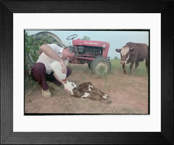 Framed Print : Farmer Nursing Calf Back to Health Framed Print : Farmer Nursing Calf Back to Health