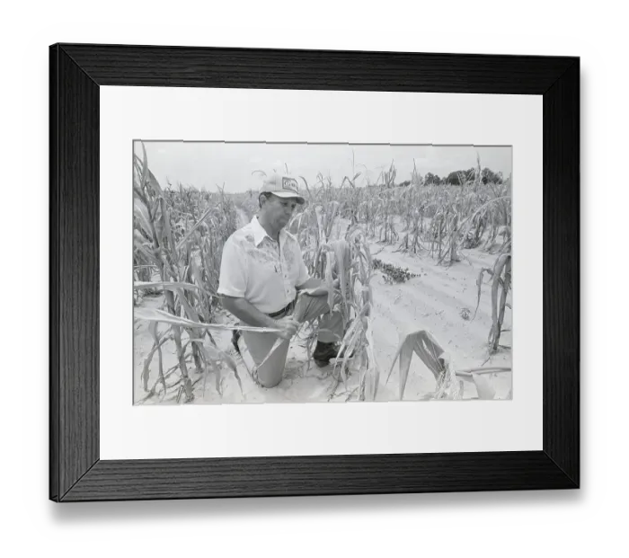Framed Print : Farmer With Stunted Corn