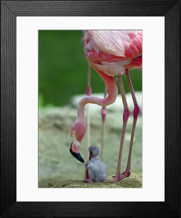 Framed Print : Baby Flamingo Under Mother Framed Print : Baby Flamingo Under Mother