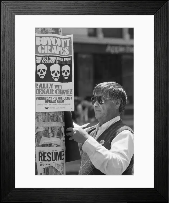 Framed Print : Labor Leader Cesar Chavez Hanging Boycott Posters Framed Print : Labor Leader Cesar Chavez Hanging Boycott Posters