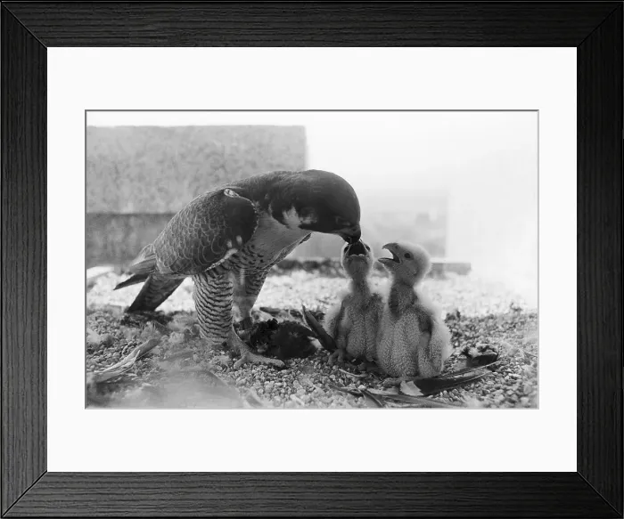 Framed Print : Peregrine Falcon Feeding Her Chicks Framed Print : Peregrine Falcon Feeding Her Chicks