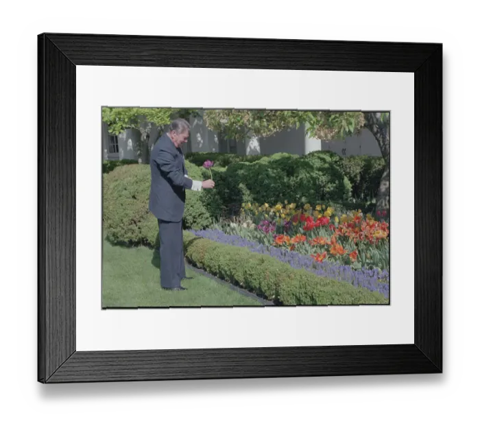 Framed Print : Ronald Reagan Picking Flower Framed Print : Ronald Reagan Picking Flower