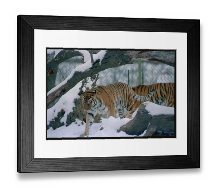 Framed Print : Siberian Tiger Framed Print : Siberian Tiger