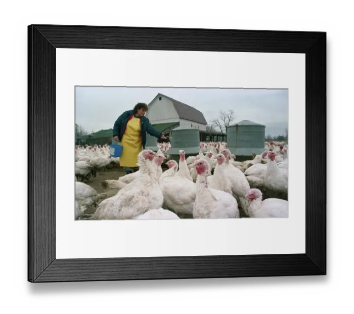 Framed Print : Elderly Lady Feeding Turkeys on Farm Framed Print : Elderly Lady Feeding Turkeys on Farm