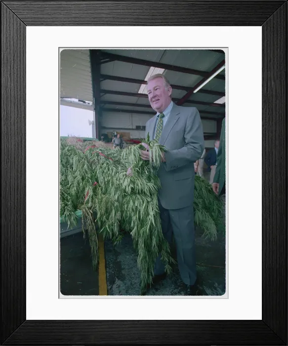 Framed Print : Larry Carver Holding Marijuana Plants Framed Print : Larry Carver Holding Marijuana Plants