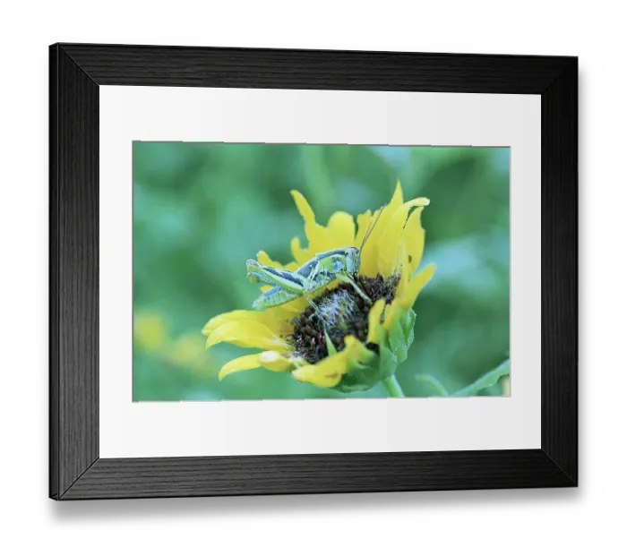 Framed Print : Grasshopper on Sunflower Framed Print : Grasshopper on Sunflower