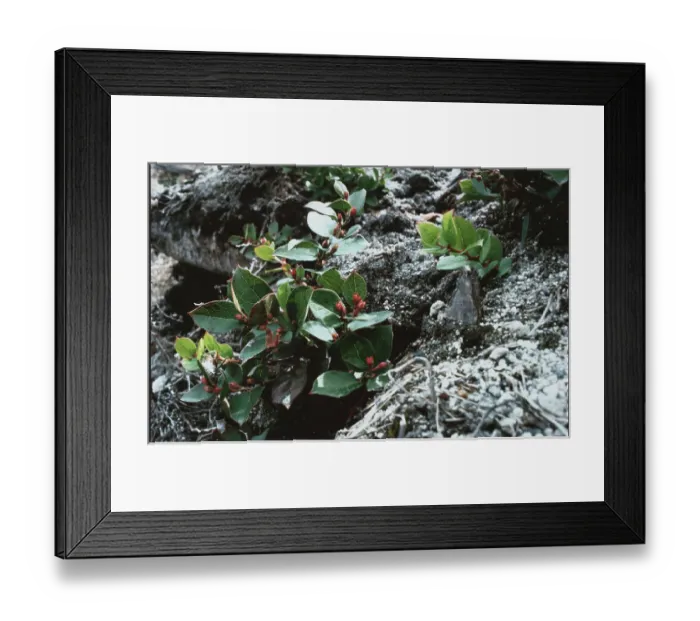 Framed Print : Freshly Bloomed Salal near Volcano Site Framed Print : Freshly Bloomed Salal near Volcano Site