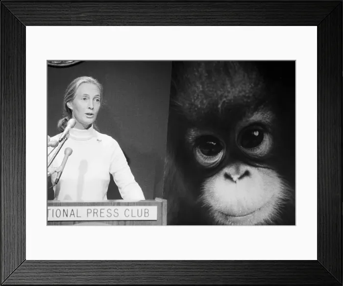 Framed Print : Dr. Jane Goodall with Chimpanzee Poster Framed Print : Dr. Jane Goodall with Chimpanzee Poster